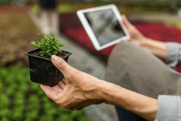 Close Woman Examining Plant Growth Using Touchpad While Working Plant — Fotografia de Stock