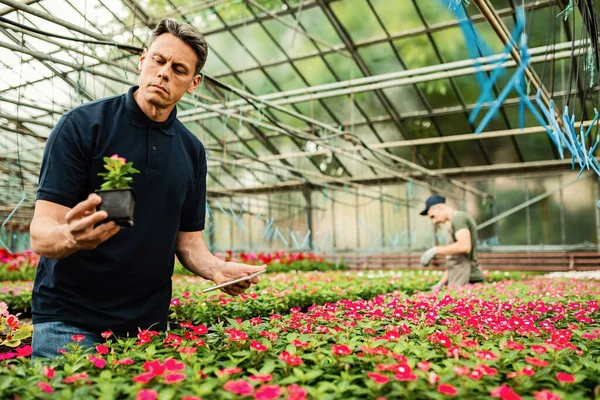 Greenhouse Owner Examining Growth Potted Flowers Using Touchpad — Fotografia de Stock