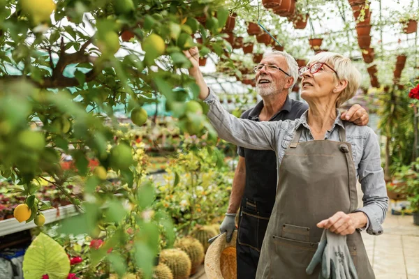 Happy Mature Couple Looking Lemon Tree Greenhouse — Fotografia de Stock