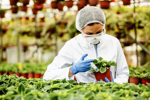 Female Biotechnologist Syringe Injecting Fertilizer Flower Pots Plant Nursery — Fotografia de Stock