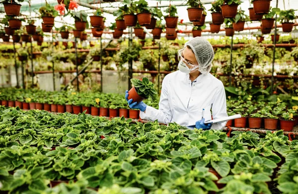 Biotechnologist examining growth of potted flowers in a plant nursery. 