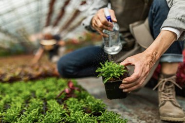 Close up of female florist using spray bottle and water potted plants in a greenhouse. 