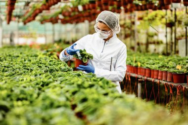 Agricultural engineer injecting substance at potted flowers while working at plant nursery. 