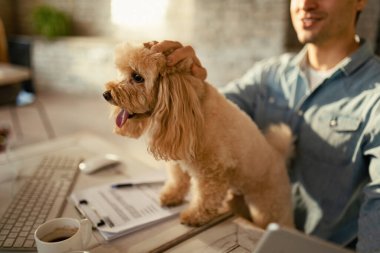 Unrecognizable freelancer cuddling his dog while working in the office. 