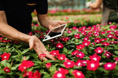 Close-up of man examining flowers and using touchpad at plant nursery.