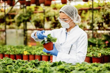 Female scientist with syringe taking care of potted plants in a greenhouse. 