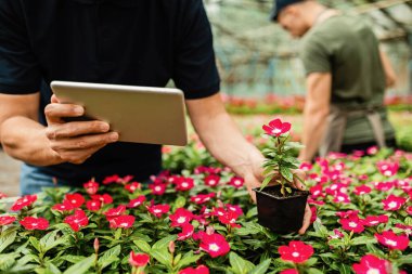 Unrecognizable worker using touchpad while examining growth of potted flowers in a plant nursery. 
