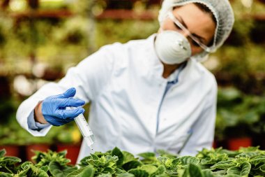 Scientist nourishing flowers and using syringe while treating them with fertilizer in a greenhouse.