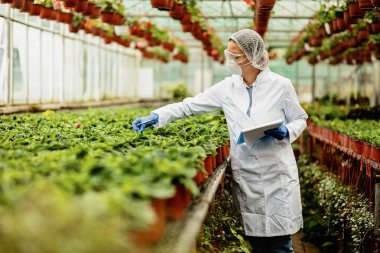 Scientist examining growth of potted flowers during quality control inspection in plant nursery.