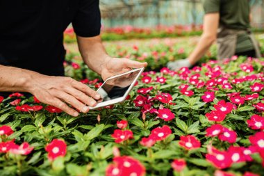 Close-up of worker using digital tablet while taking care of flowers at plant nursery. 