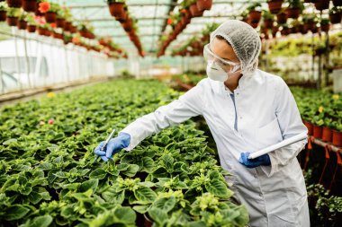 Agricultural engineer inspecting growth of potted flowers in a plant nursery. 