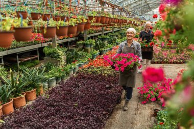 Happy senior woman working in plant nursery and carrying colorful petunia flowers. 