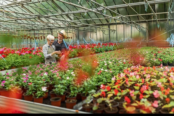 Two Mature Greenhouse Workers Examining Flowers While Working Plant Nursery — стоковое фото