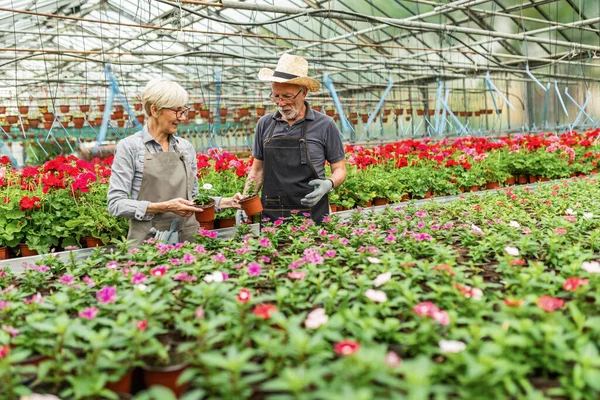 Senior Gardeners Taking Care Potted Plants While Working Flower Plant — Fotografia de Stock