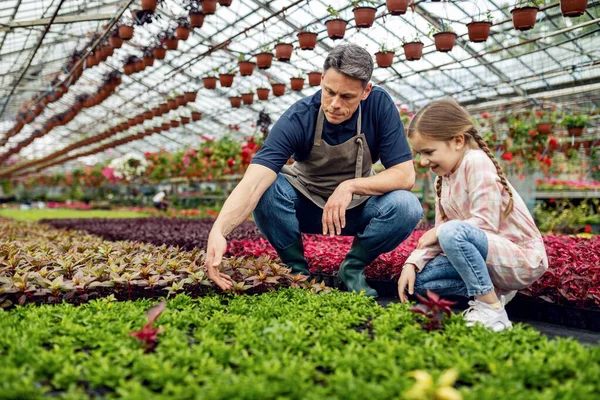 Father Teaching His Small Daughter How Take Care Plants While — Fotografia de Stock