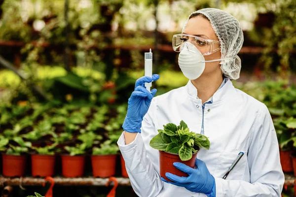Female Scientist Using Syringe While Treating Plants Greenhouse — Fotografia de Stock