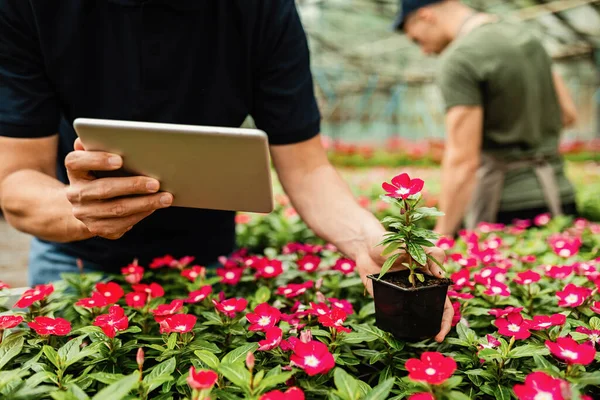 Unrecognizable Worker Using Touchpad While Examining Growth Potted Flowers Plant — Fotografia de Stock