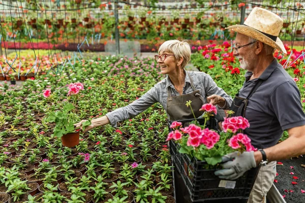 Happy Mature Gardeners Working Potted Flowers Greenhouse Focus Woman — Fotografia de Stock