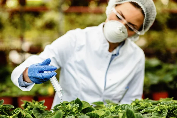 Scientist Nourishing Flowers Using Syringe While Treating Them Fertilizer Greenhouse — Stockfoto