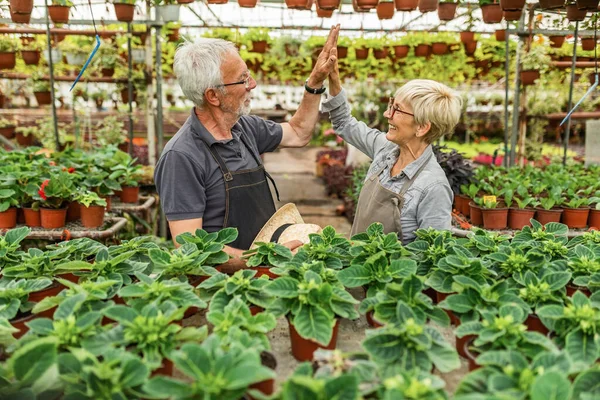 Happy Mature Gardeners Giving High Five Each Other While Working — Fotografia de Stock