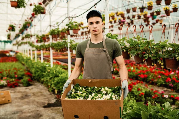 Young plant nursery worker holding cardboard box with flowers ready for the market.