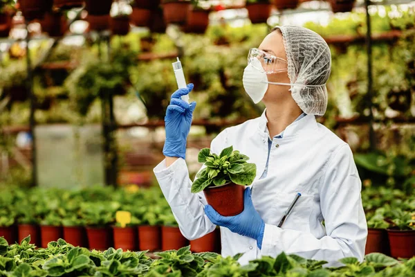 Plant Nursery Botanist Using Syringe While Taking Care Potted Flowers — Fotografia de Stock