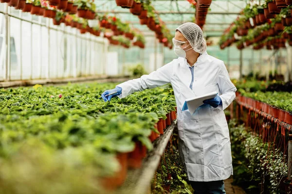 Scientist Examining Growth Potted Flowers Quality Control Inspection Plant Nursery — Fotografia de Stock