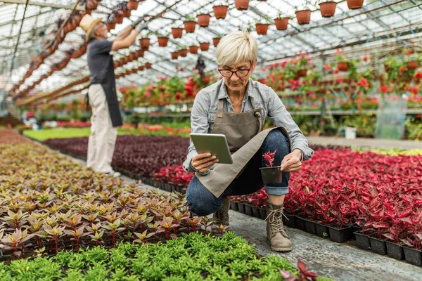 Senior Woman Examining Flowers Using Digital Tablet While Working Greenhouse — Fotografia de Stock