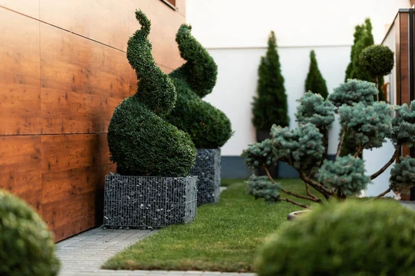 Modern garden with spiral topiary greenery.