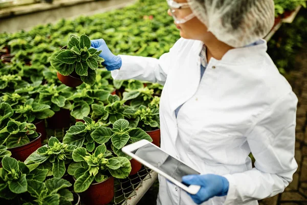 Quality Control Inspector Using Digital Tablet Examining Plants Greenhouse — Fotografia de Stock