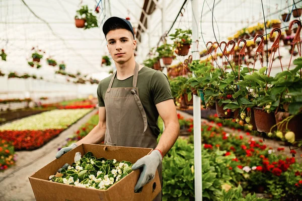 Portrait of greenhouse worker carrying crate of flowers prepared for the distribution.