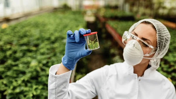 Agricultural Engineer Analyzing Plant Sample While Doing Quality Control Inspection — Fotografia de Stock