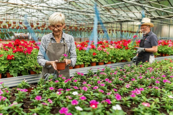 Smiling Mature Woman Examining Plants Flower Plant Nursery Her Coworker — Fotografia de Stock