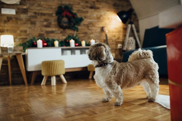 Side view of a dog in festively decorated living room on Christmas.