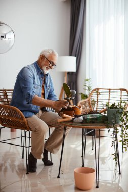 Happy mature man repotting house plants while relaxing at home.