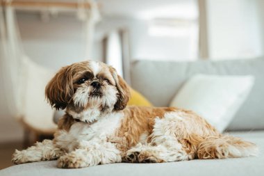 Cute shih tzu dog resting on the sofa at home. 