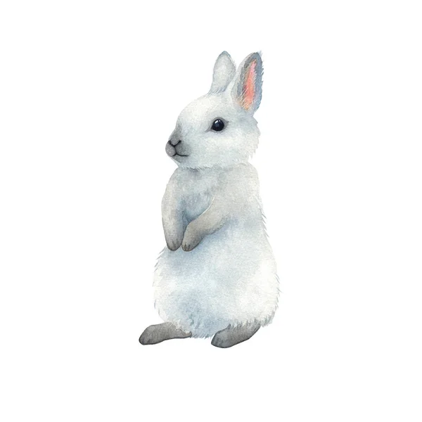 Милый акварельный кролик на изолированном белом фоне — стоковое фото