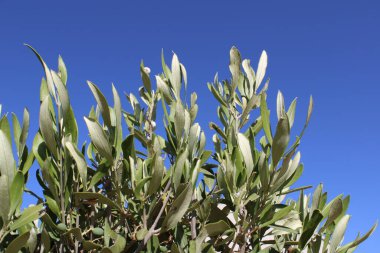 mavi gökyüzü arka plan üzerinde yeşil yaprakları