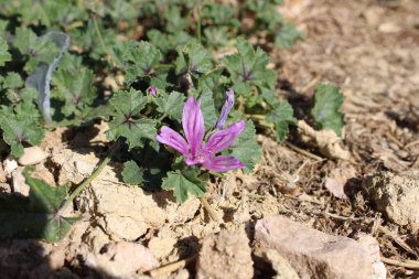 Bahçede büyüyen mor lahana