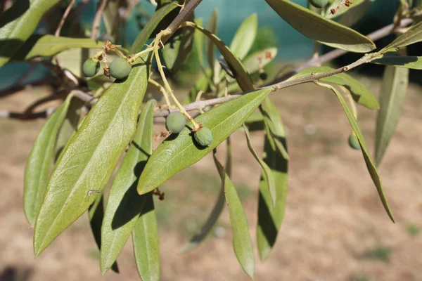 Olive Tree Branch Garden — Stock Photo, Image