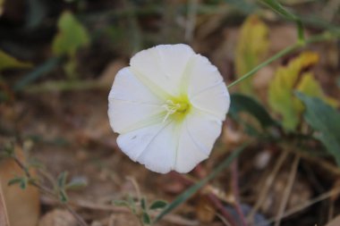 Fleur blanche au milieu du jardin
