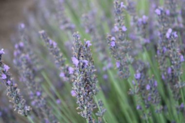 Bahçedeki lavanta çiçekleri