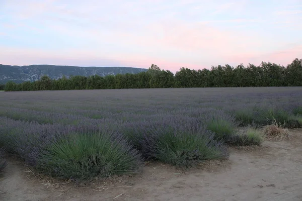 Lavender Fields Provence France — Zdjęcie stockowe
