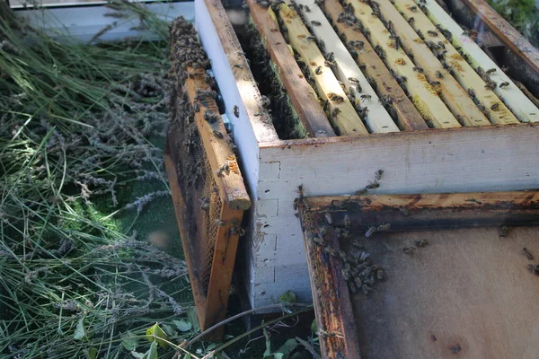 Old Wooden Beehive Forest — Foto Stock