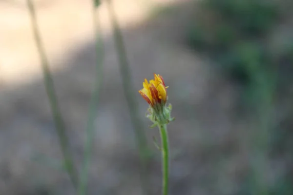 Flowers Red Yellow — Stock Photo, Image