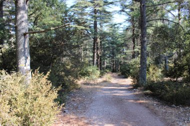 path in the forest with beautiful sky.