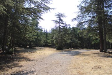 Dağlardaki ormanın güzel manzarası.