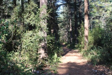 Doğanın güzel manzarası