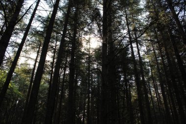 pine tree in forest in spring