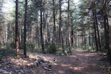 pine forest in the mountains. autumn in the park